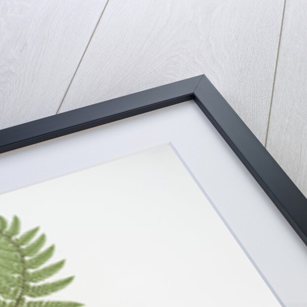 The common prickly shield fern by Henry Riley Bradbury