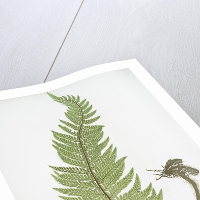 The common prickly shield fern by Henry Riley Bradbury