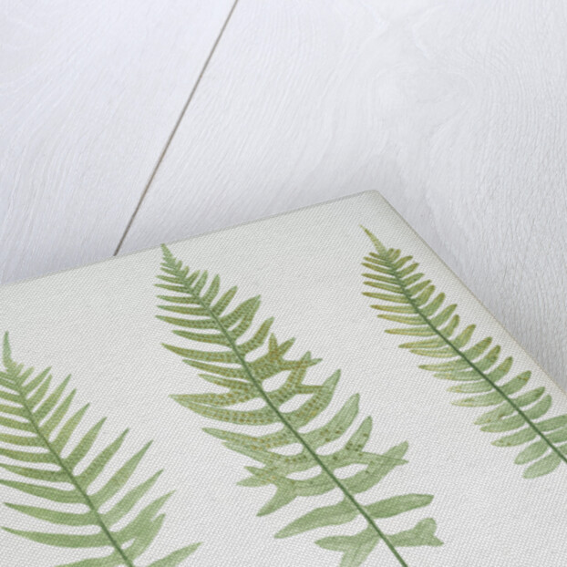 The common polypody by Henry Riley Bradbury