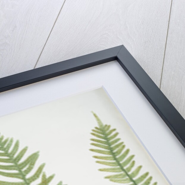 The common polypody by Henry Riley Bradbury