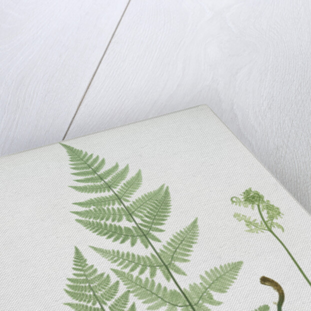 The narrow prickly-toothed buckler fern by Henry Riley Bradbury