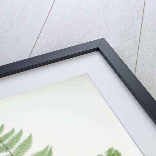 The narrow prickly-toothed buckler fern by Henry Riley Bradbury