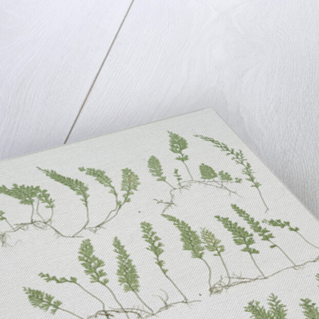 The tunbridge film fern by Henry Riley Bradbury