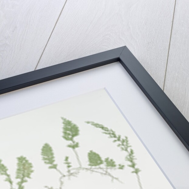 The tunbridge film fern by Henry Riley Bradbury