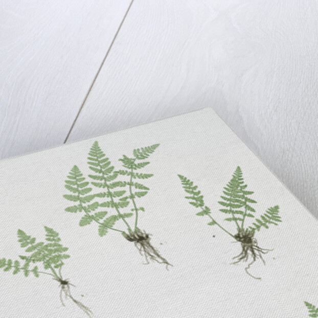 The oblong woodsia - The Alpine, or Deltoid woodsia by Henry Riley Bradbury