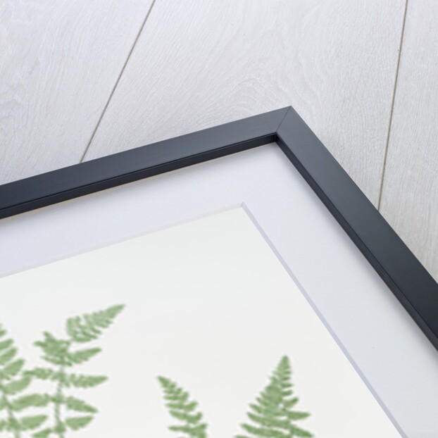 The oblong woodsia - The Alpine, or Deltoid woodsia by Henry Riley Bradbury