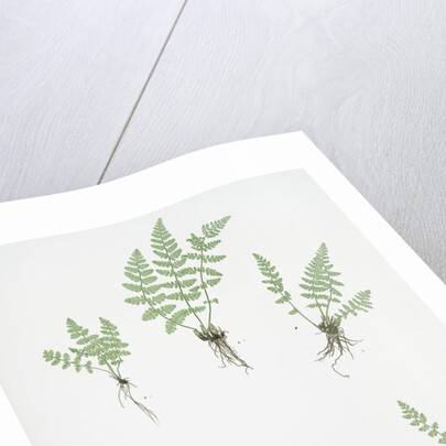 The oblong woodsia - The Alpine, or Deltoid woodsia by Henry Riley Bradbury