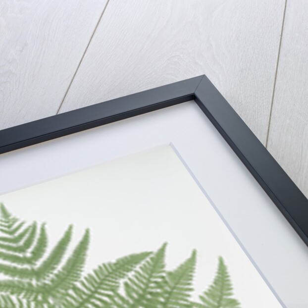 The common brakes, or Bracken by Henry Riley Bradbury