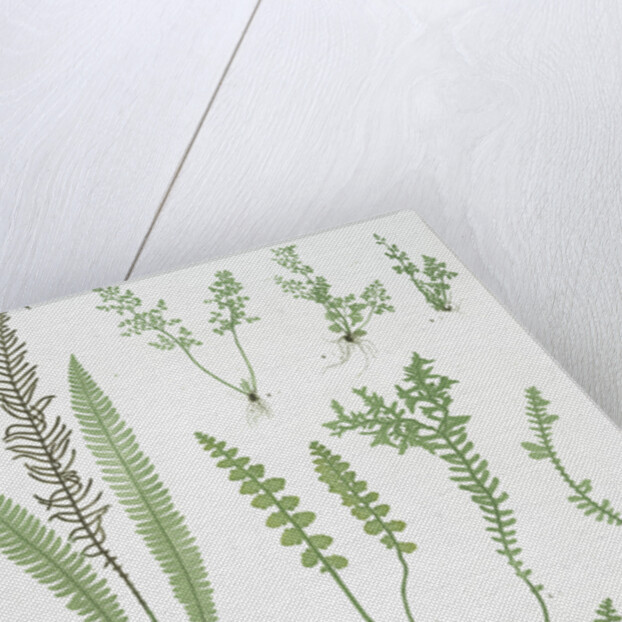 The scale fern, Scaly spleenwort, The small-leaved gymnogram, The common hard fern by Henry Riley Bradbury