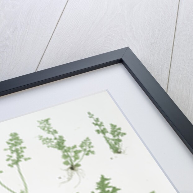 The scale fern, Scaly spleenwort, The small-leaved gymnogram, The common hard fern by Henry Riley Bradbury