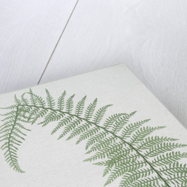 The soft prickly shield fern by Henry Riley Bradbury