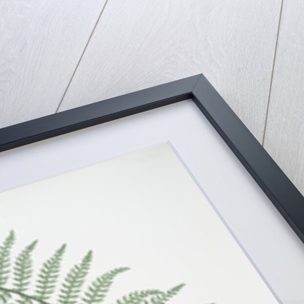 The soft prickly shield fern by Henry Riley Bradbury