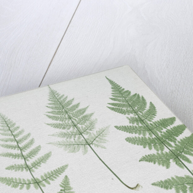 The broad prickly-toothed buckler fern by Henry Riley Bradbury