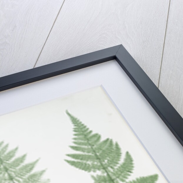 The broad prickly-toothed buckler fern by Henry Riley Bradbury