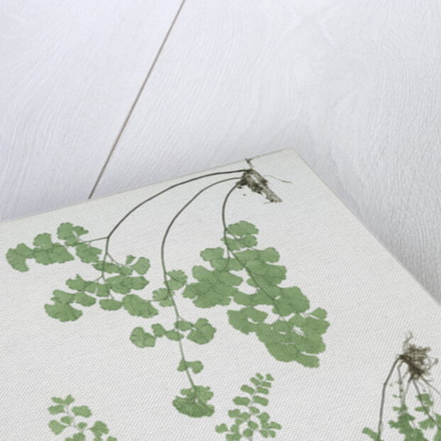 The common maidenhair fern by Henry Riley Bradbury