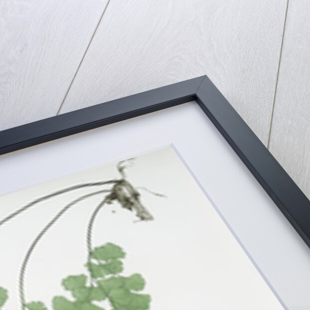 The common maidenhair fern by Henry Riley Bradbury