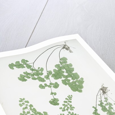 The common maidenhair fern by Henry Riley Bradbury