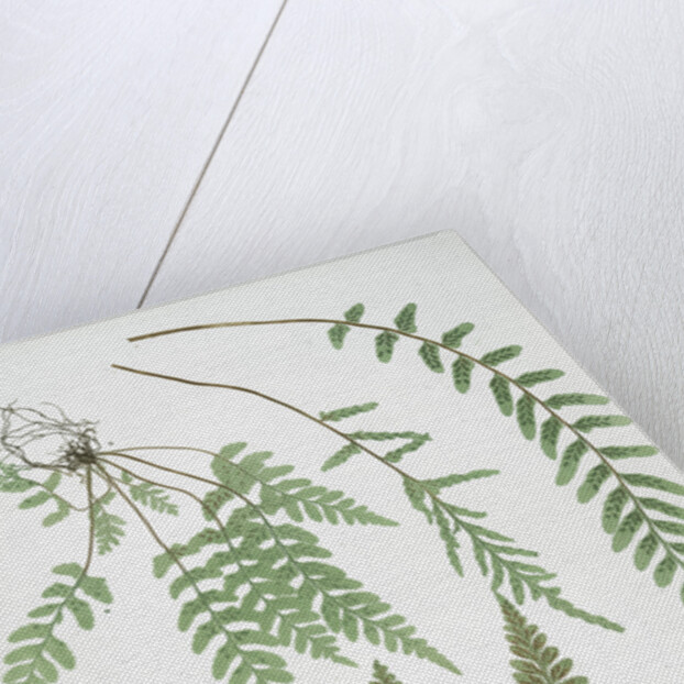 The sea spleenwort by Henry Riley Bradbury