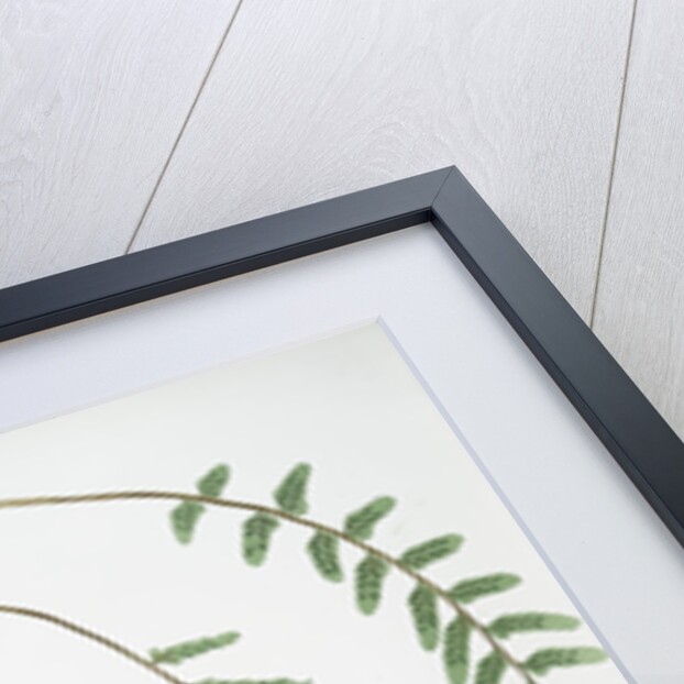 The sea spleenwort by Henry Riley Bradbury