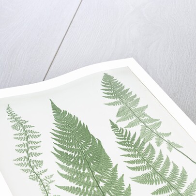 The Alpine polypody by Henry Riley Bradbury