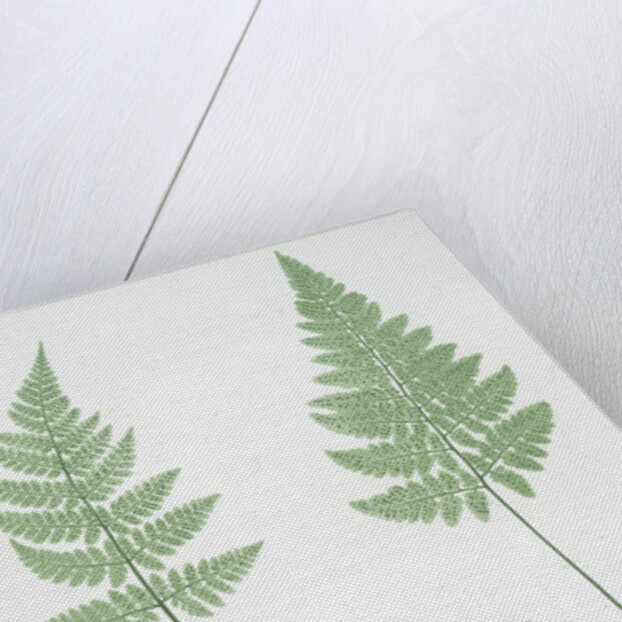 The broad prickly-toothed buckler fern by Henry Riley Bradbury