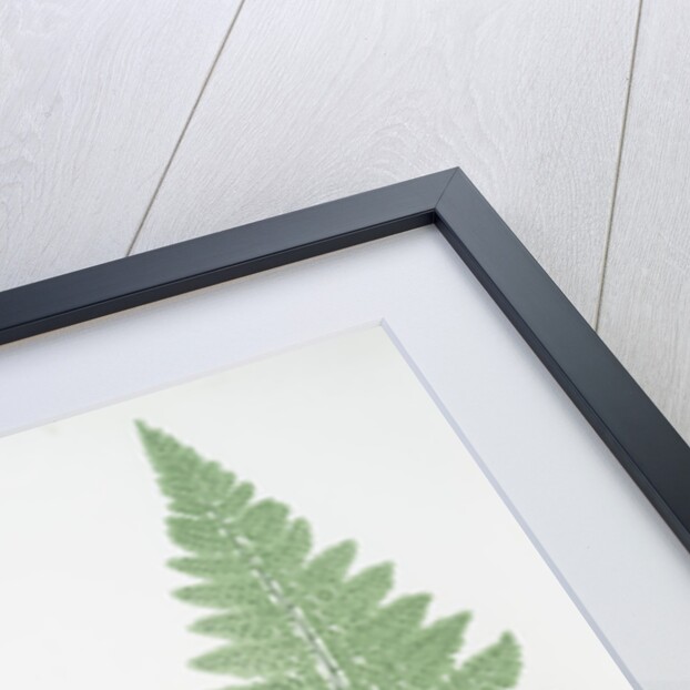 The broad prickly-toothed buckler fern by Henry Riley Bradbury