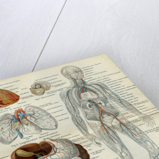 Blood Vessels 19th Century Medical Biology Human Body Intestines by Anonymous
