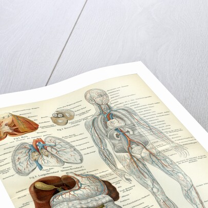 Blood Vessels 19th Century Medical Biology Human Body Intestines by Anonymous