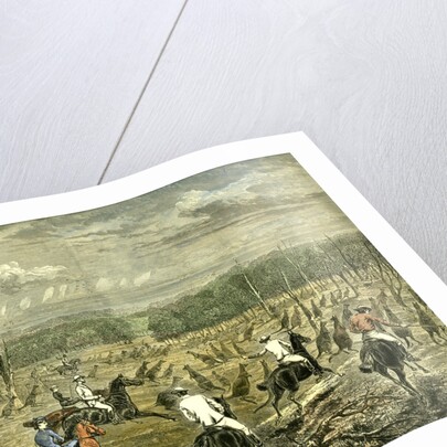 Australia Kangaroo Hunt 1880 by Anonymous