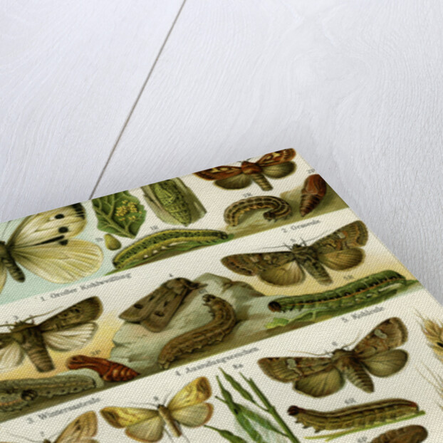 Butterflies Nineteenth Century by Anonymous