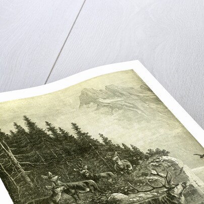 Hunt Austria Deer 1891 by Anonymous