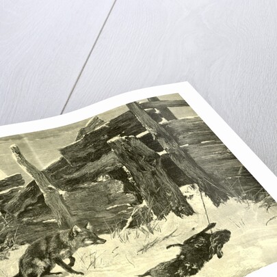 Fox Hunt Austria 1891 by Anonymous