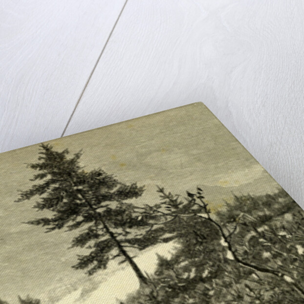 Austria Deer 1891 by Anonymous