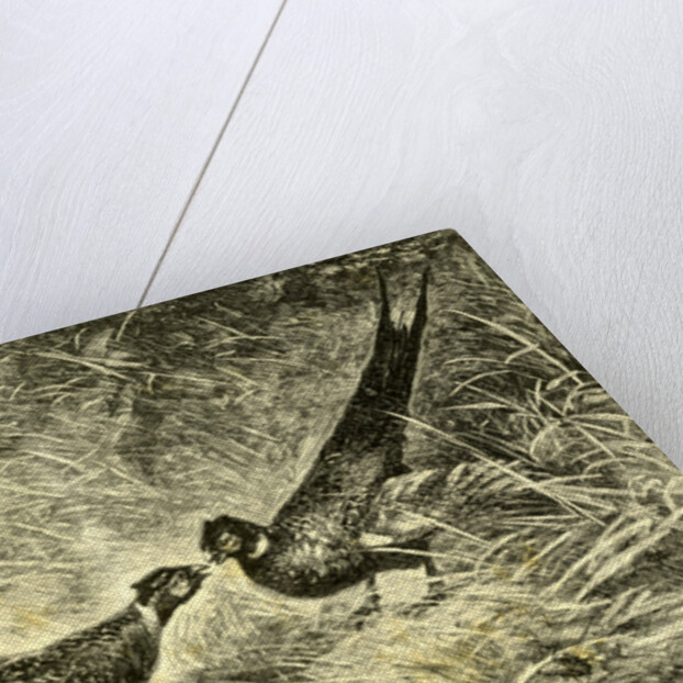 Pheasants Austria 1891 by Anonymous