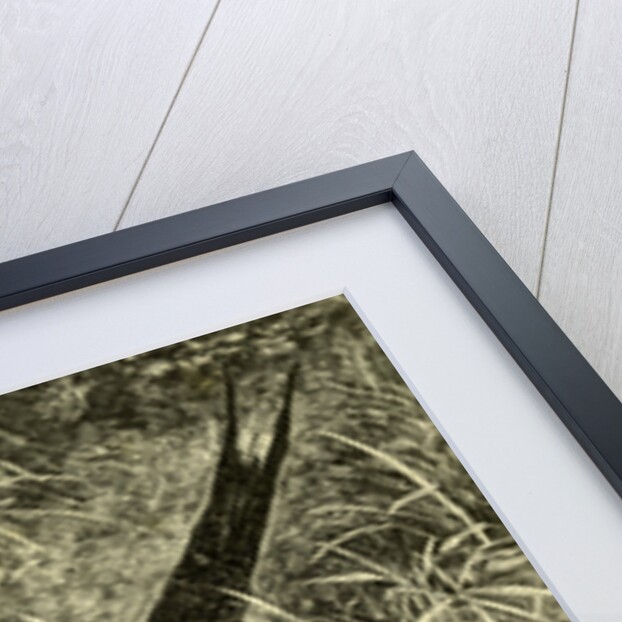 Pheasants Austria 1891 by Anonymous