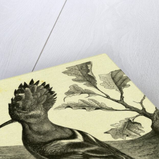 Birds Austria 1891 by Anonymous