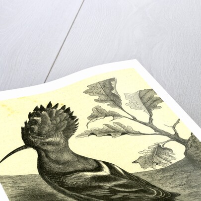 Birds Austria 1891 by Anonymous