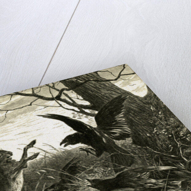 Hare Austria 1891 by Anonymous