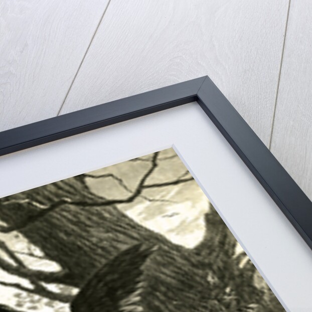 Hare Austria 1891 by Anonymous