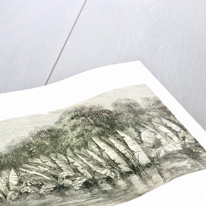 Ucayali River Peru 1869 by Anonymous