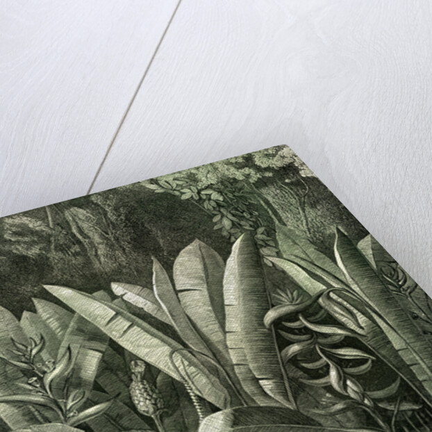 Ucayali Peru 1869 by Anonymous