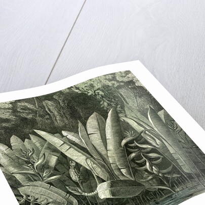 Ucayali Peru 1869 by Anonymous