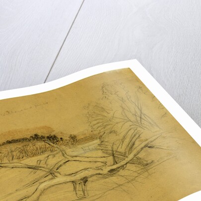 Willows and pines by Alfred R Waud