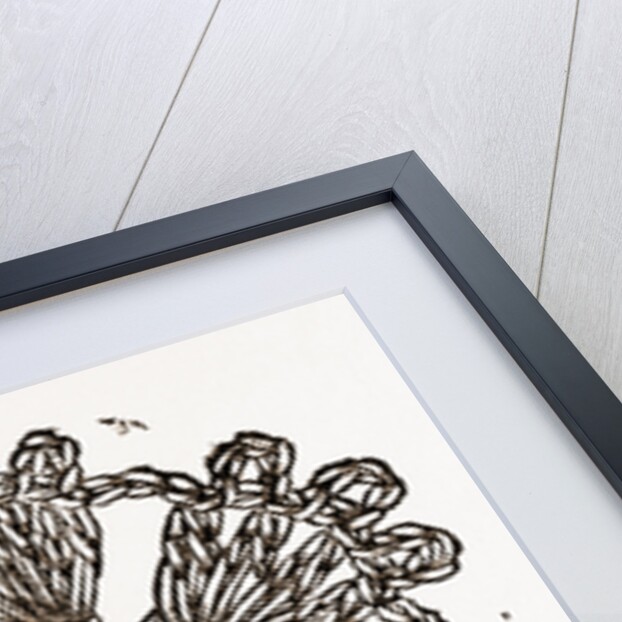 Rosette by Anonymous