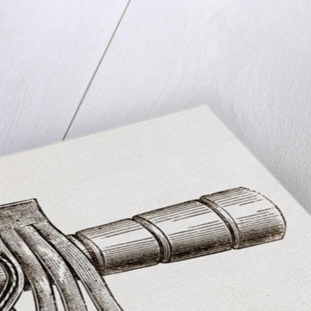 Detail Of Feather by Anonymous