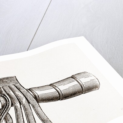 Detail Of Feather by Anonymous