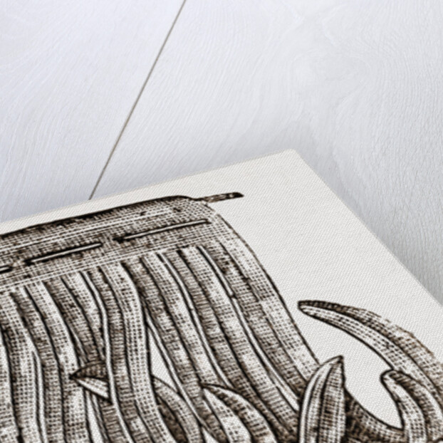 Detail Of Feather by Anonymous