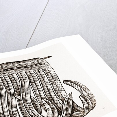 Detail Of Feather by Anonymous