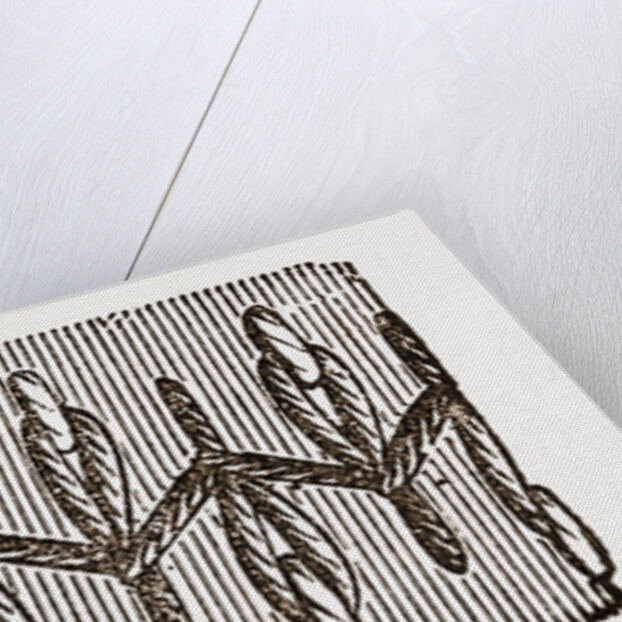 Needlework by Anonymous