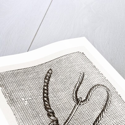 Needlework by Anonymous